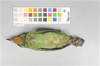 五色鳥藏品圖，第14張